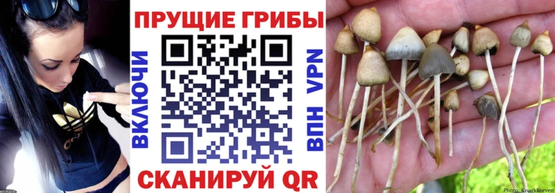 Галлюциногенные грибы GOLDEN TEACHER  Купить закладки  Лысково 